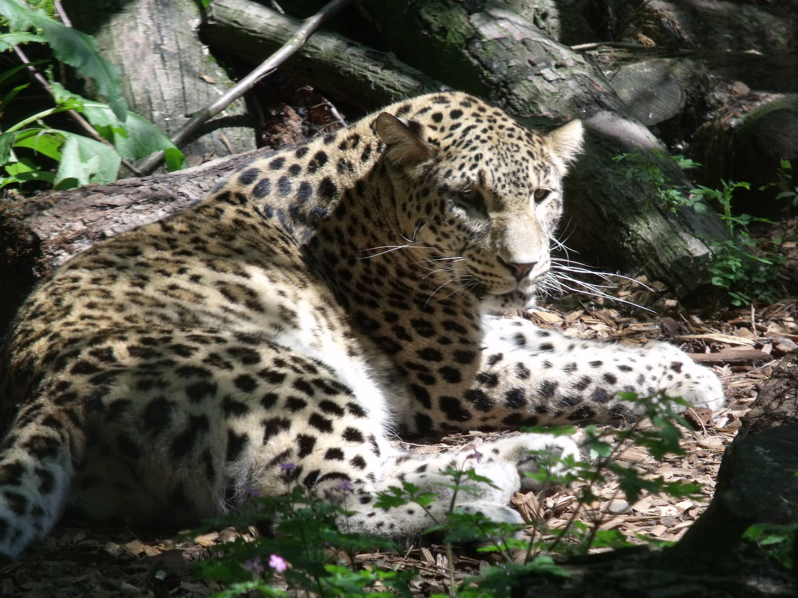 Shakira Persian Leopard