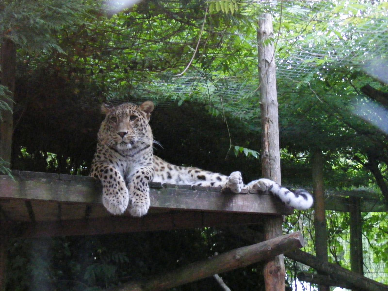Shakira the Persian leopard at Chessington Zoo, 25 June 2010