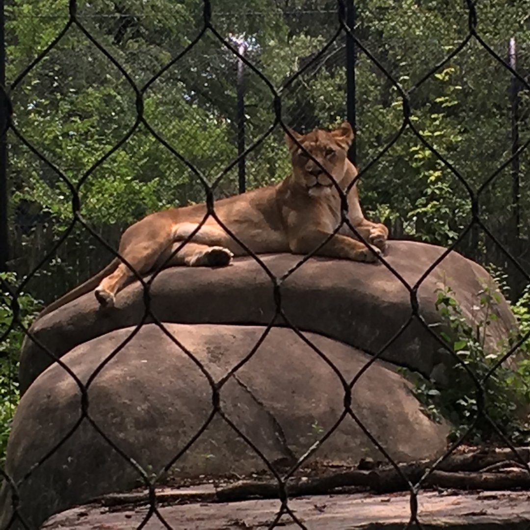 Shakura | Henry Vilas Zoo