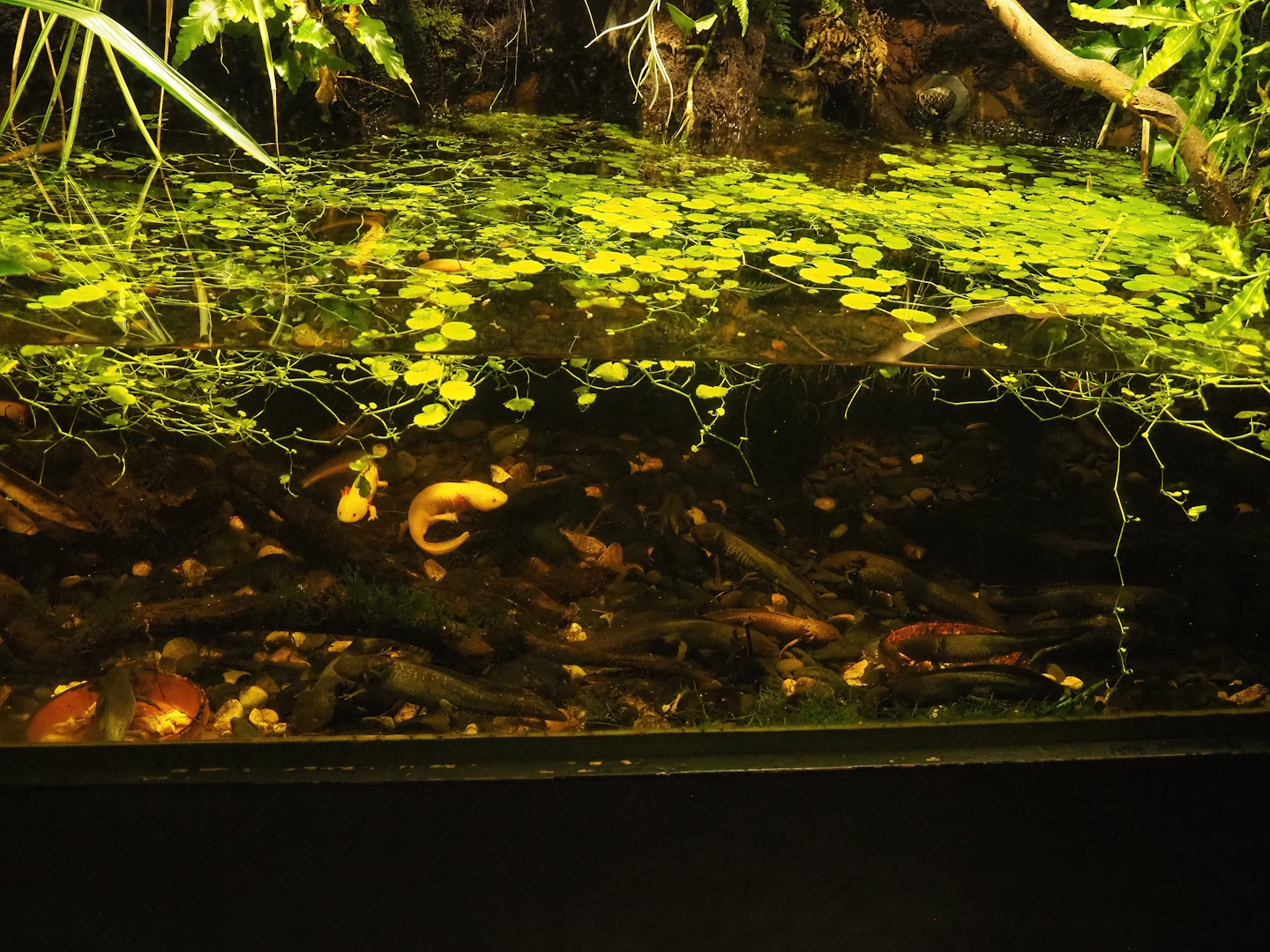 Shallow and crowded axolotl tank, 2023-10-13