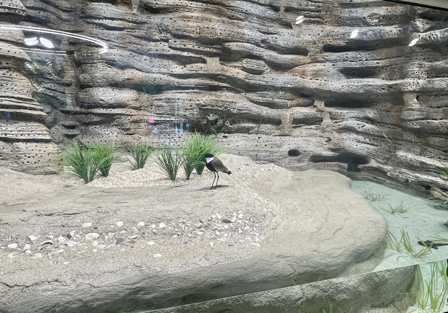 Shallow Beach Exhibit