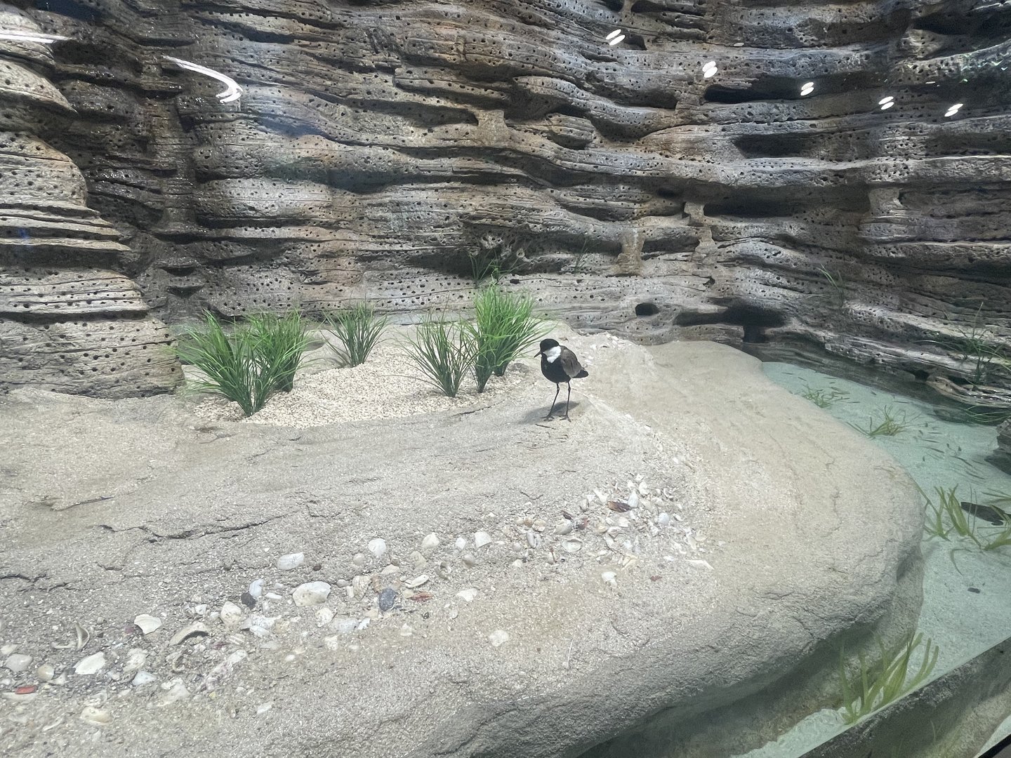 Shallow Beach Exhibit