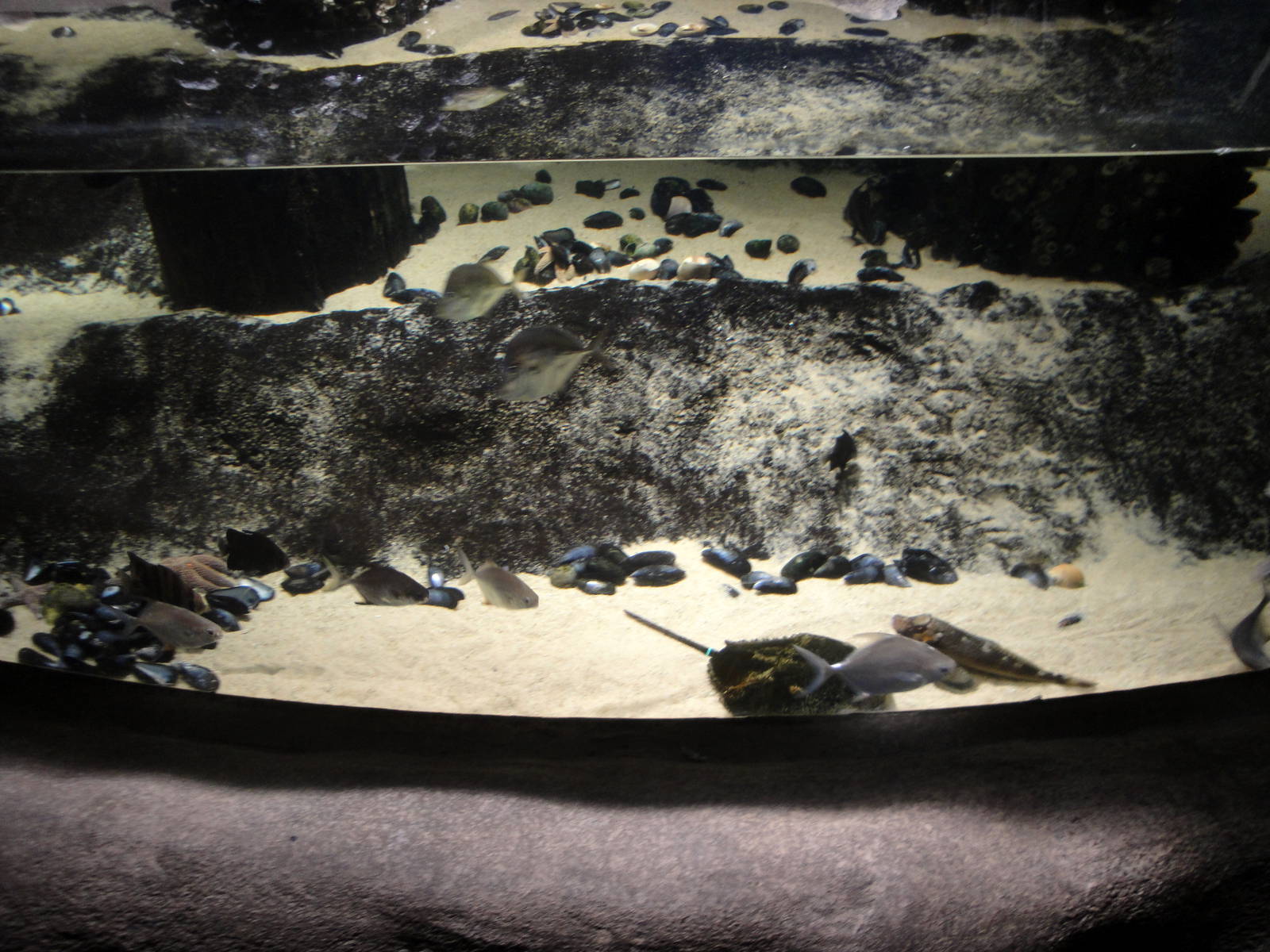 Shallow Coastal Tank