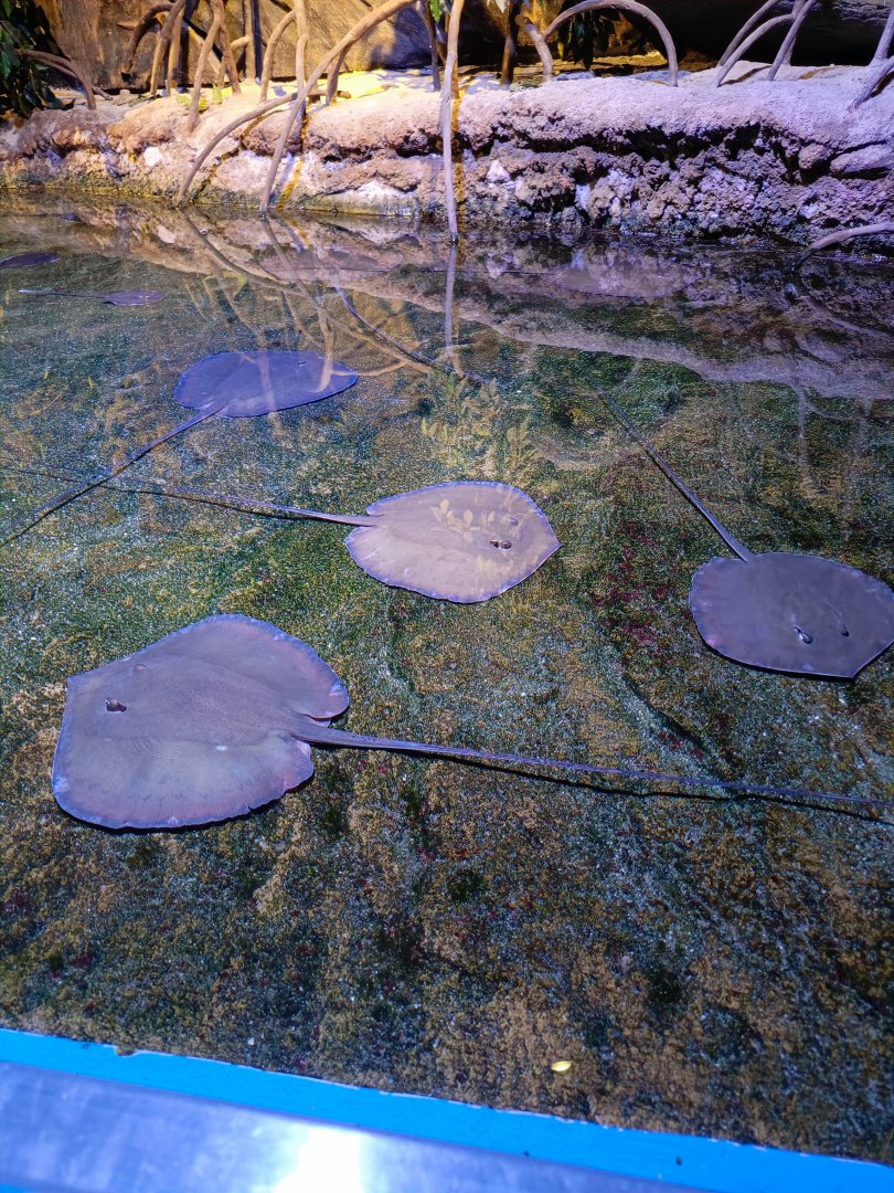 Shallow ray exhibit