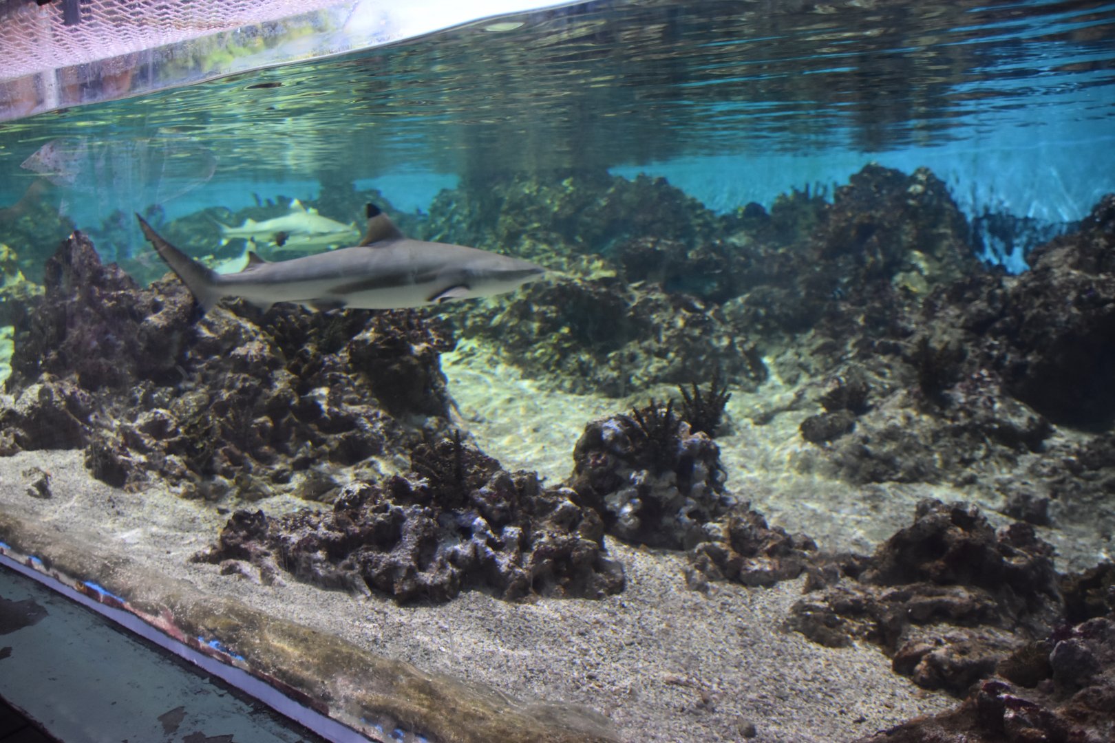 Shallow reef tank underwater viewing