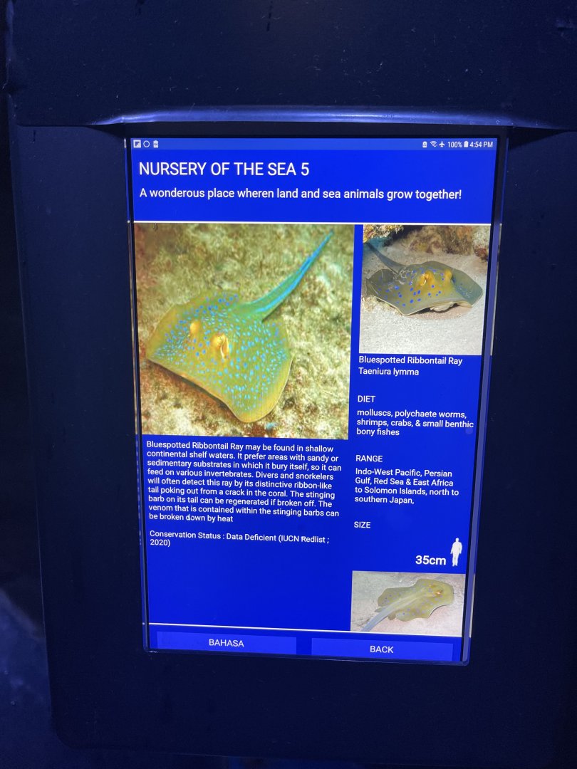 shallow tank - bluespotted ribbontail ray signage