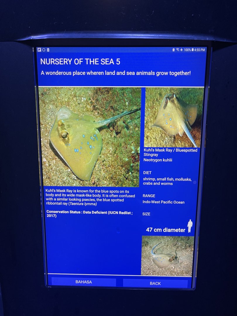 shallow tank - kuhl’s maskray signage