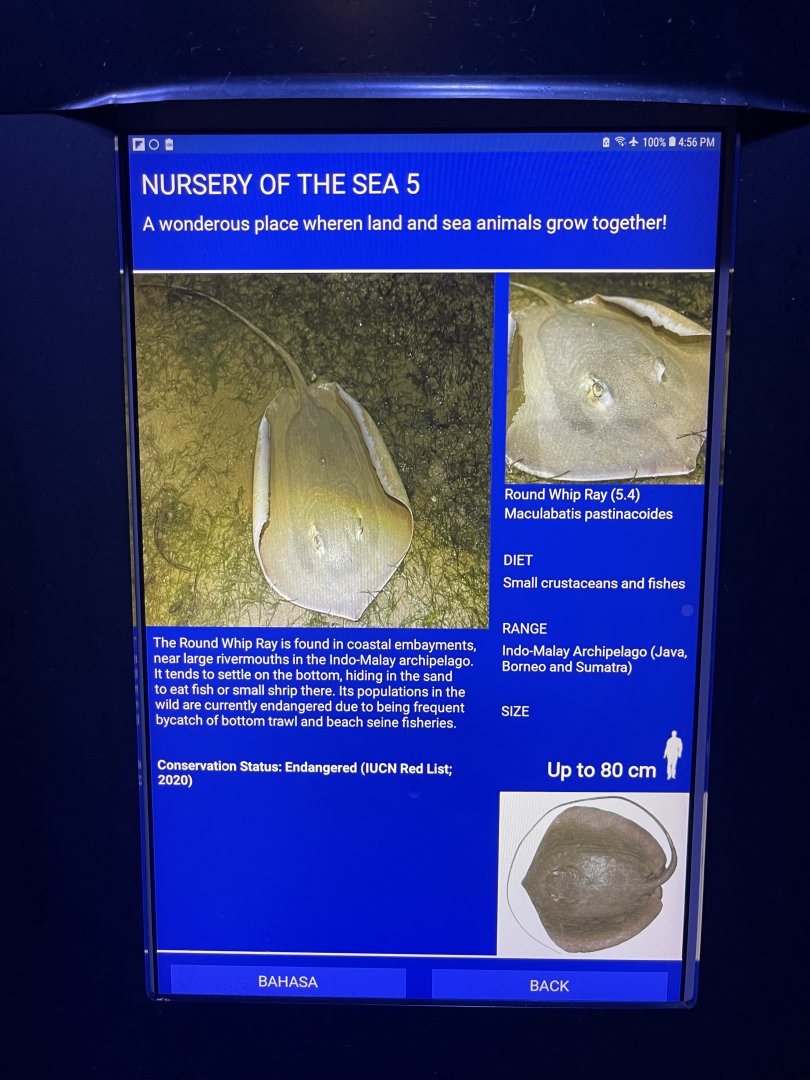 shallow tank - round whipray signage