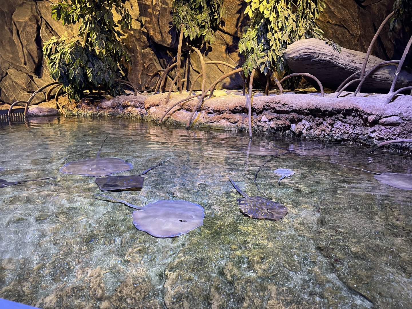 shallow tank (view from top)