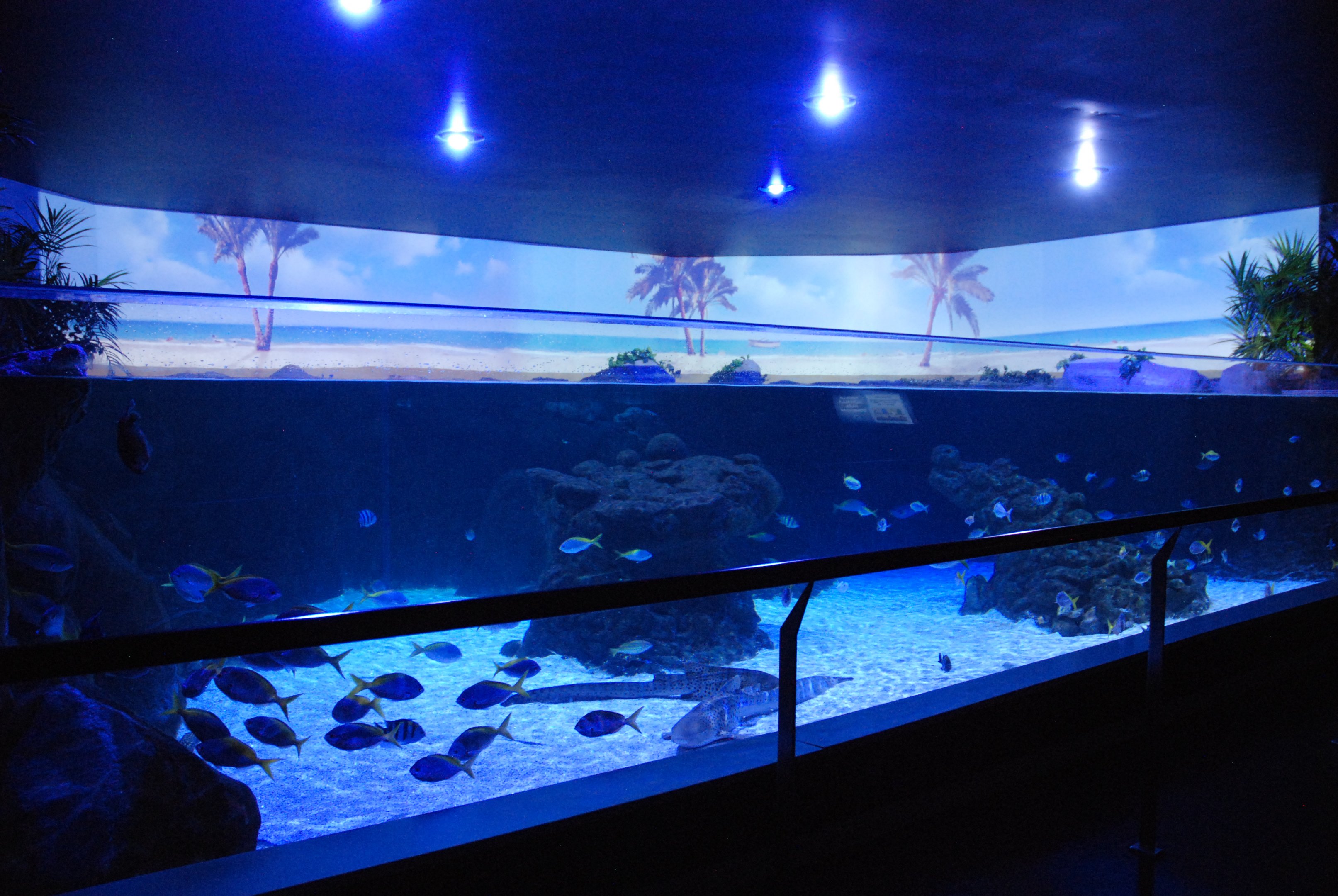 Shallow Tropical Seas Tank at Atlantis Aquarium Madrid, 20th May 2022