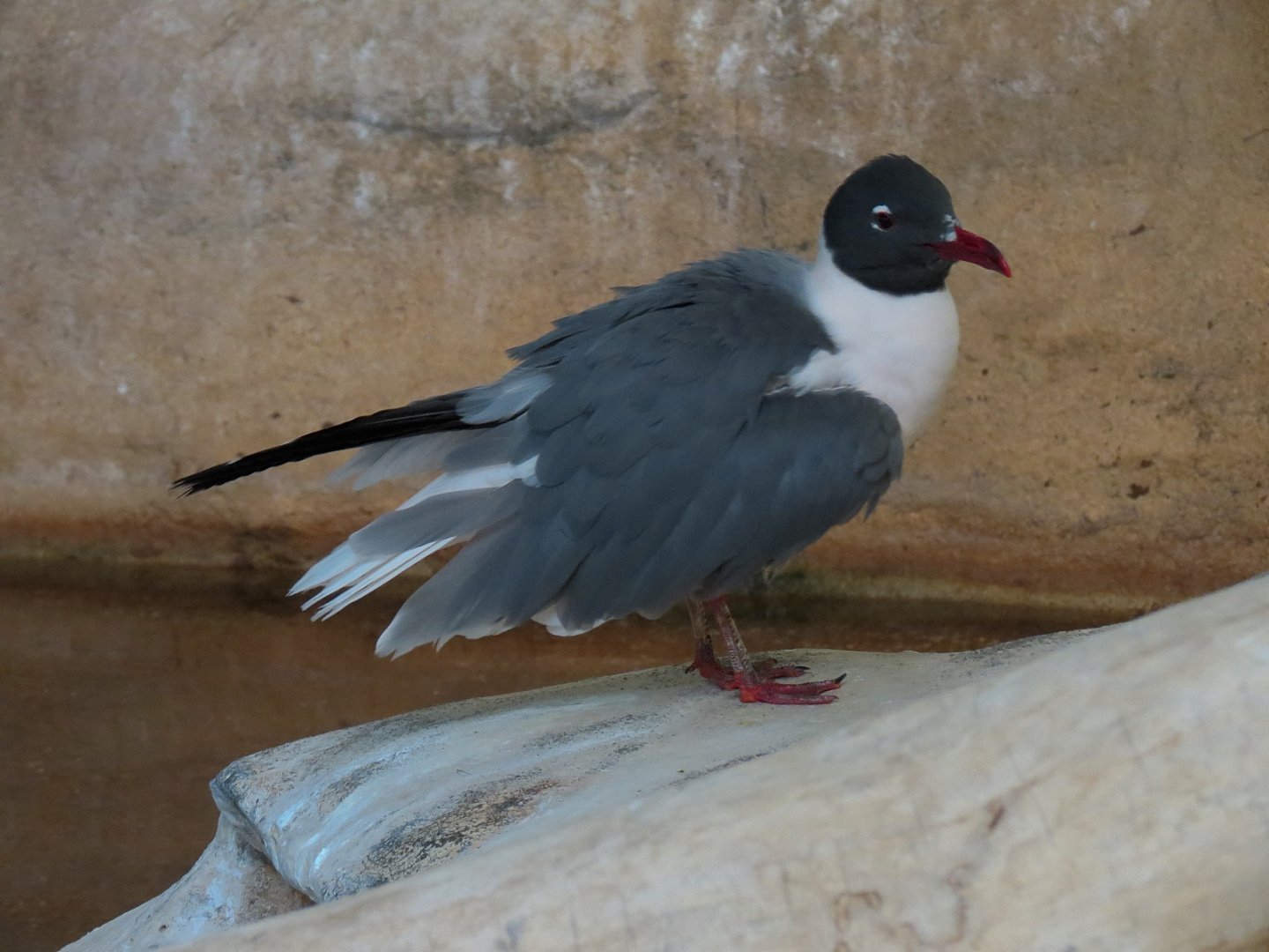 Shallows and Shores Exhibit - Laughing Gull