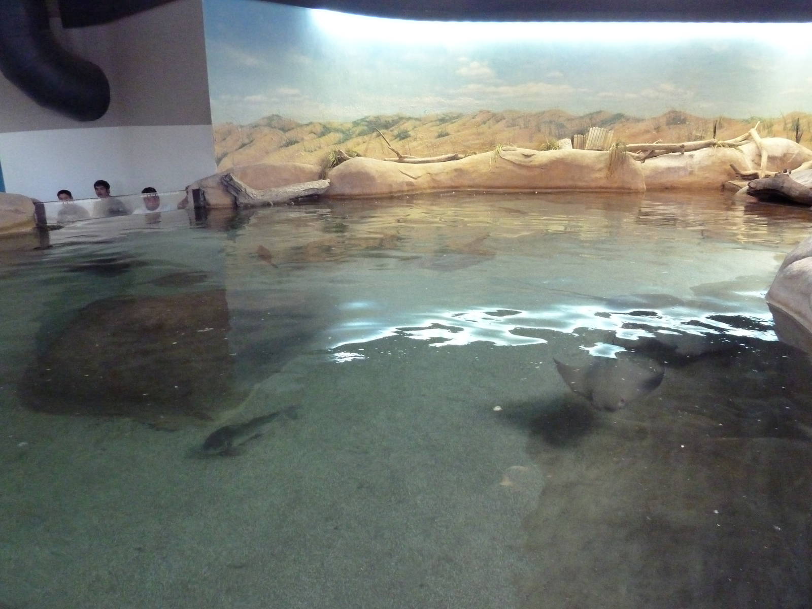 Shallows + Shores Exhibit (13 Species)