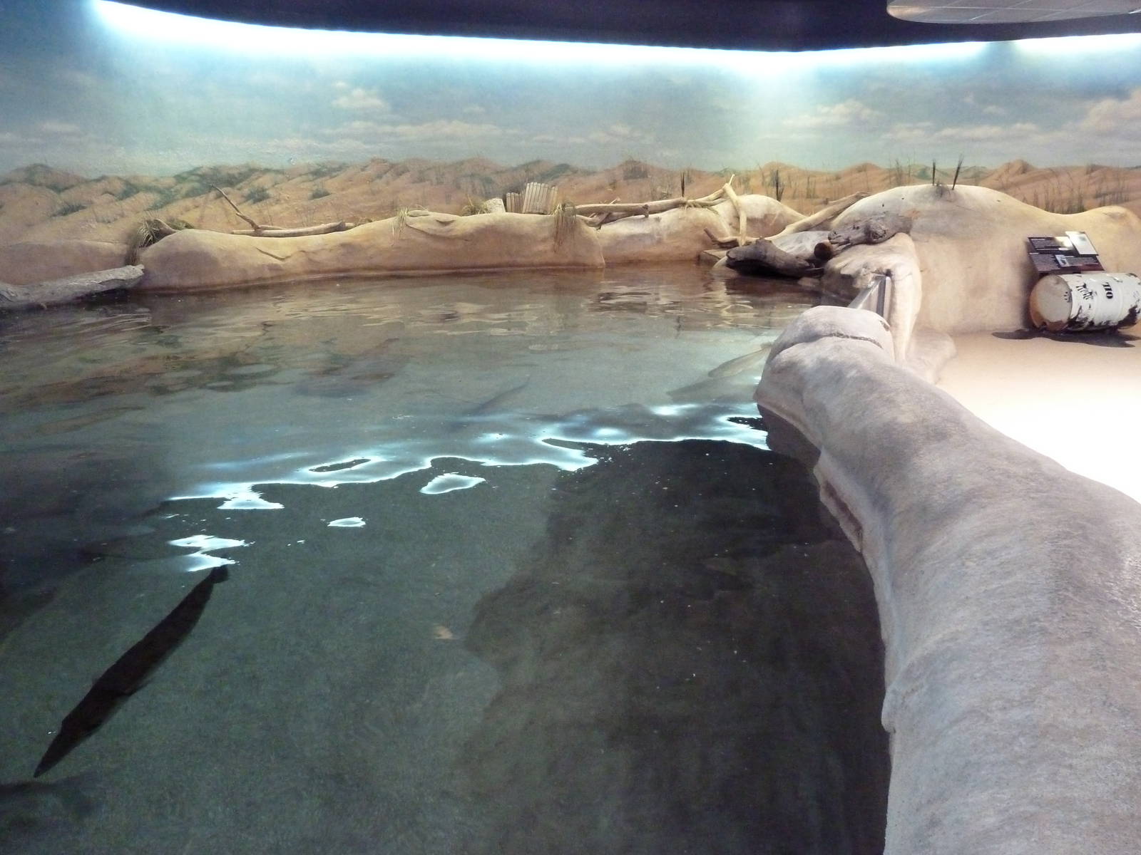 Shallows + Shores Exhibit (13 Species)