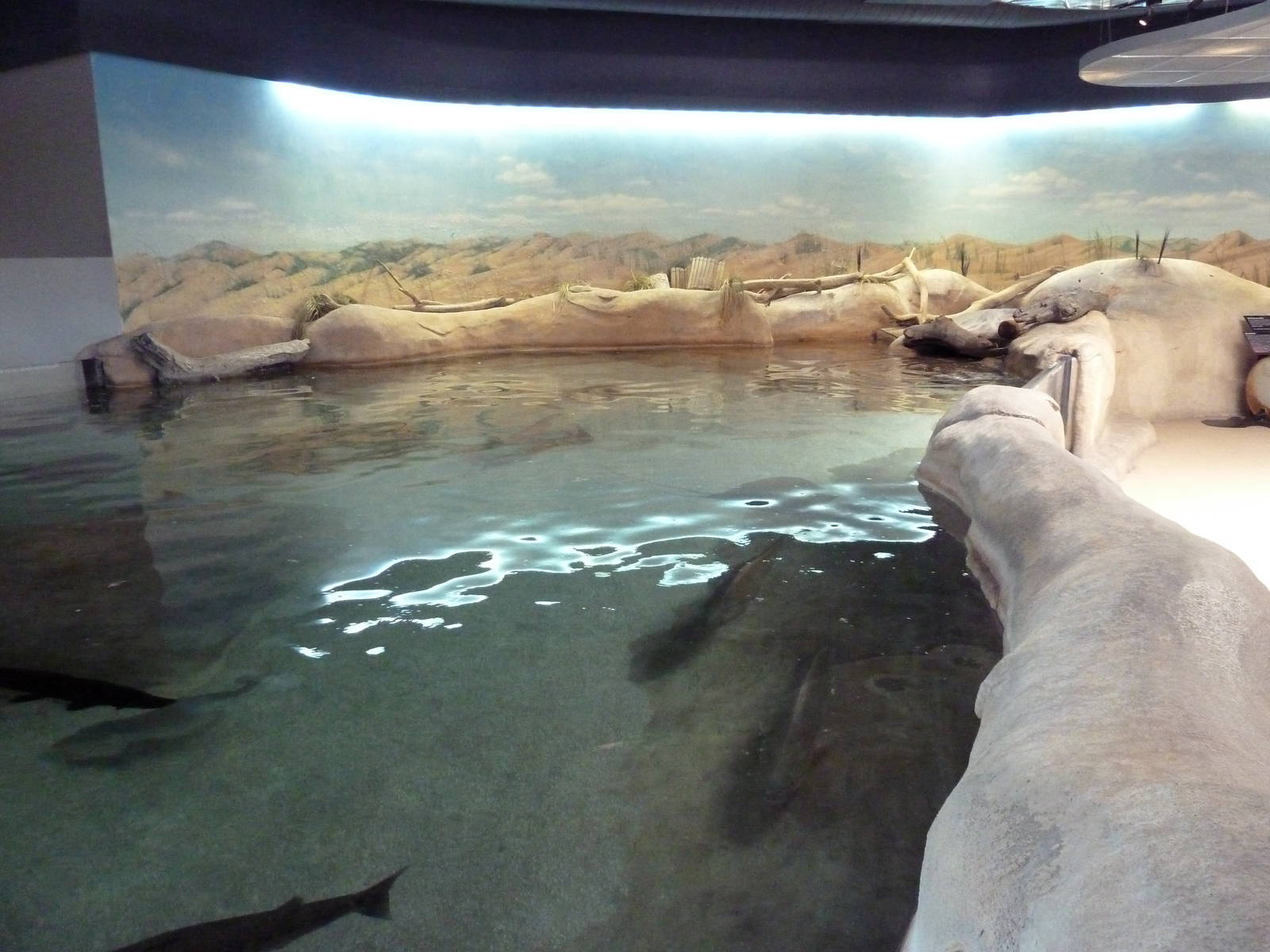 Shallows + Shores Exhibit (13 Species)