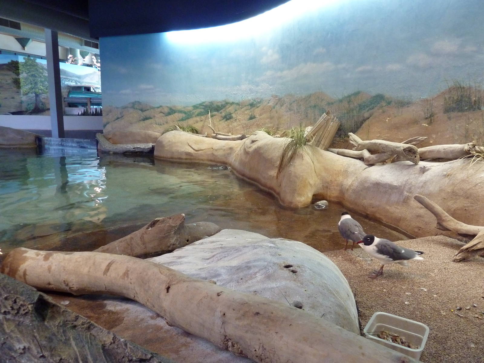 Shallows + Shores Exhibit (13 Species)