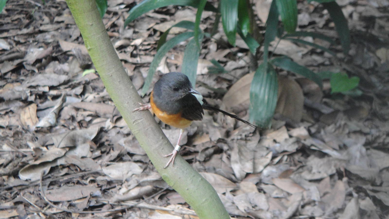 Shama (Copsychus malabaricus)