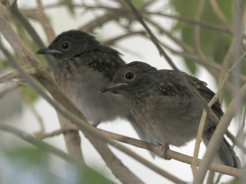 Shama fledglings