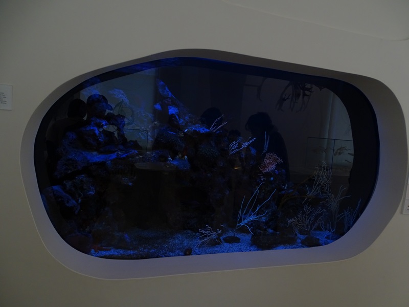 Shame-faced crab and golden coral shrimp tank