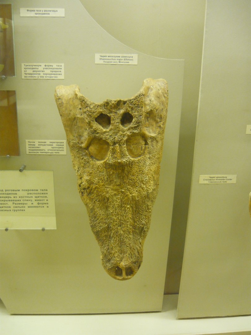 Shamosuchus major skull