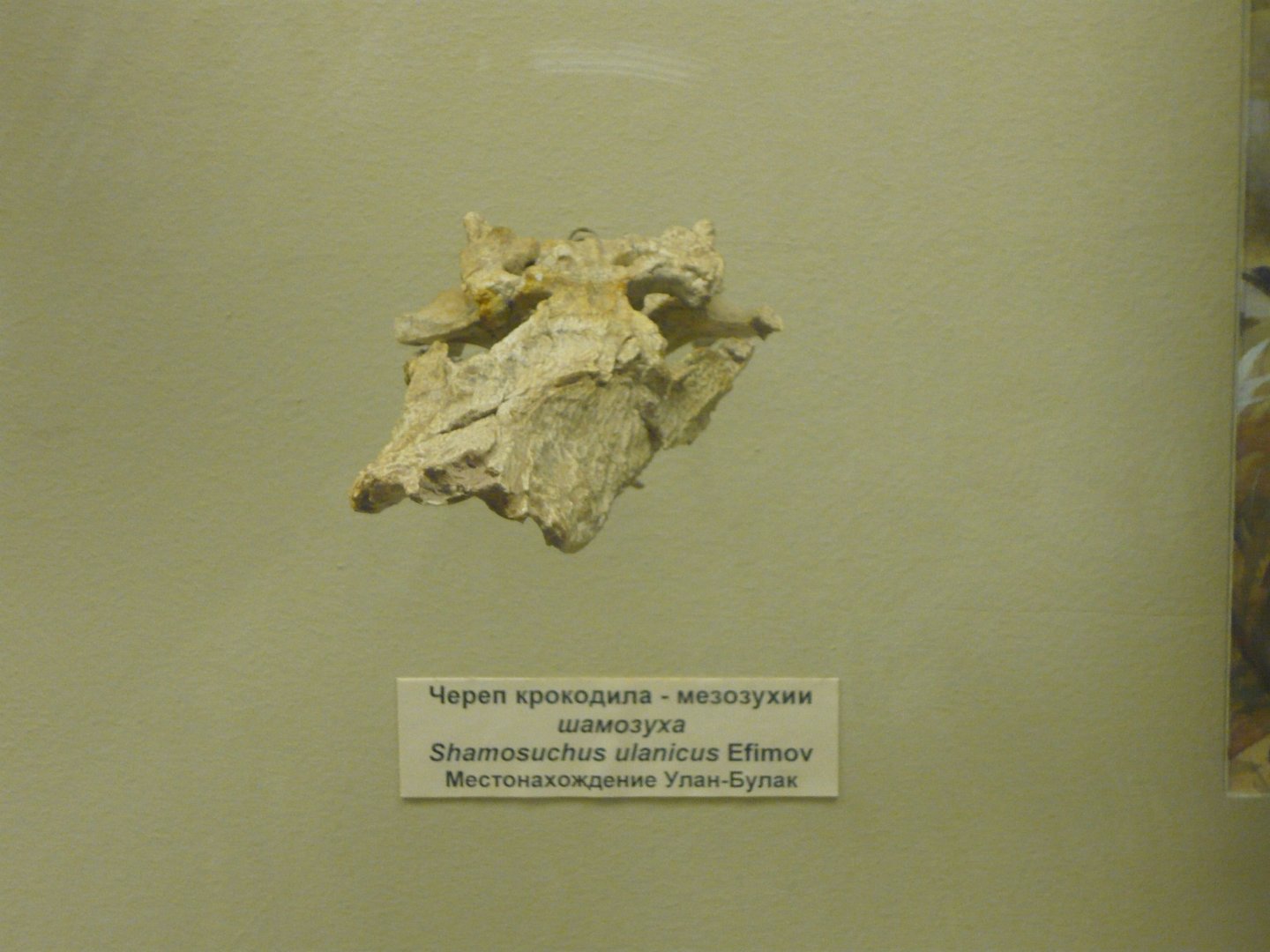 Shamosuchus ulanicus partial skull
