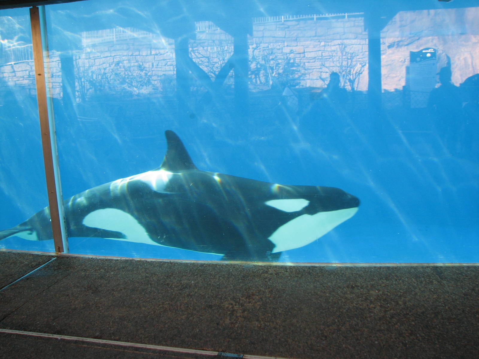 Shamu Close Up - Orca