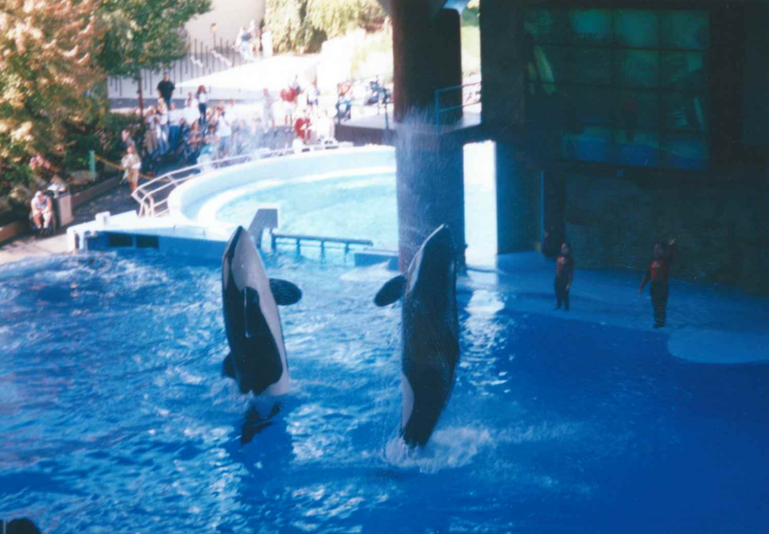 Shamu Show - circa. 1999-2000