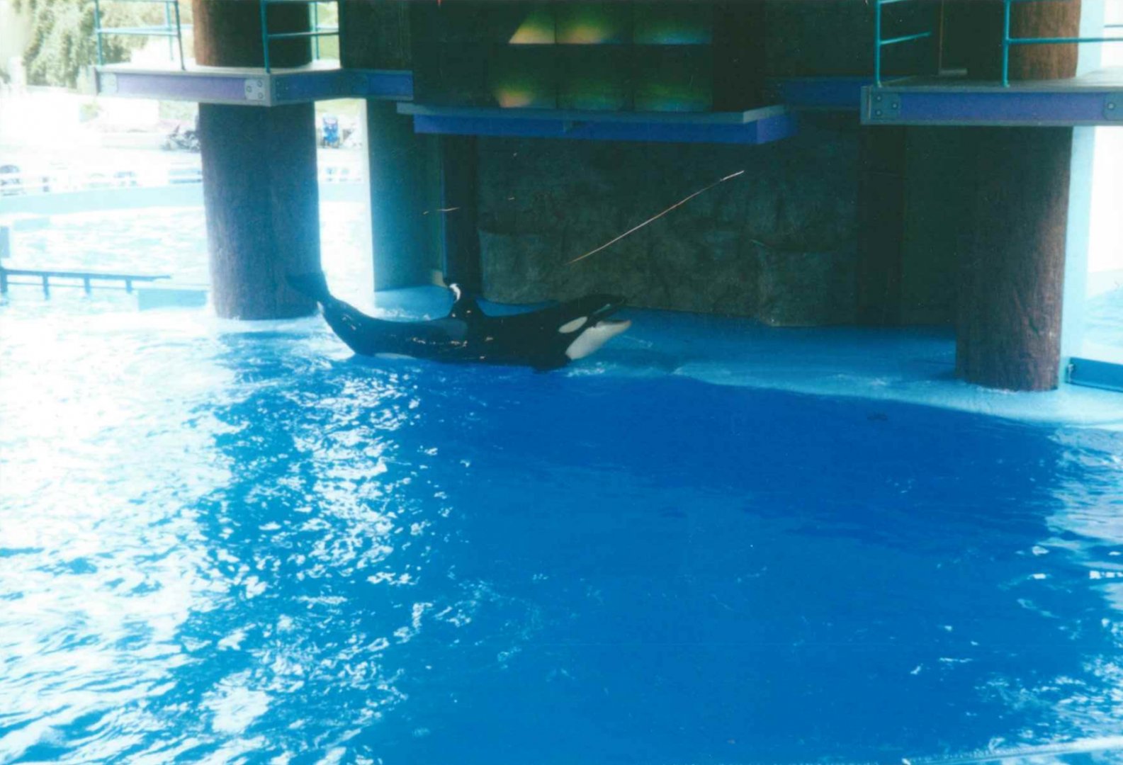 Shamu Show - circa. 1999-2000