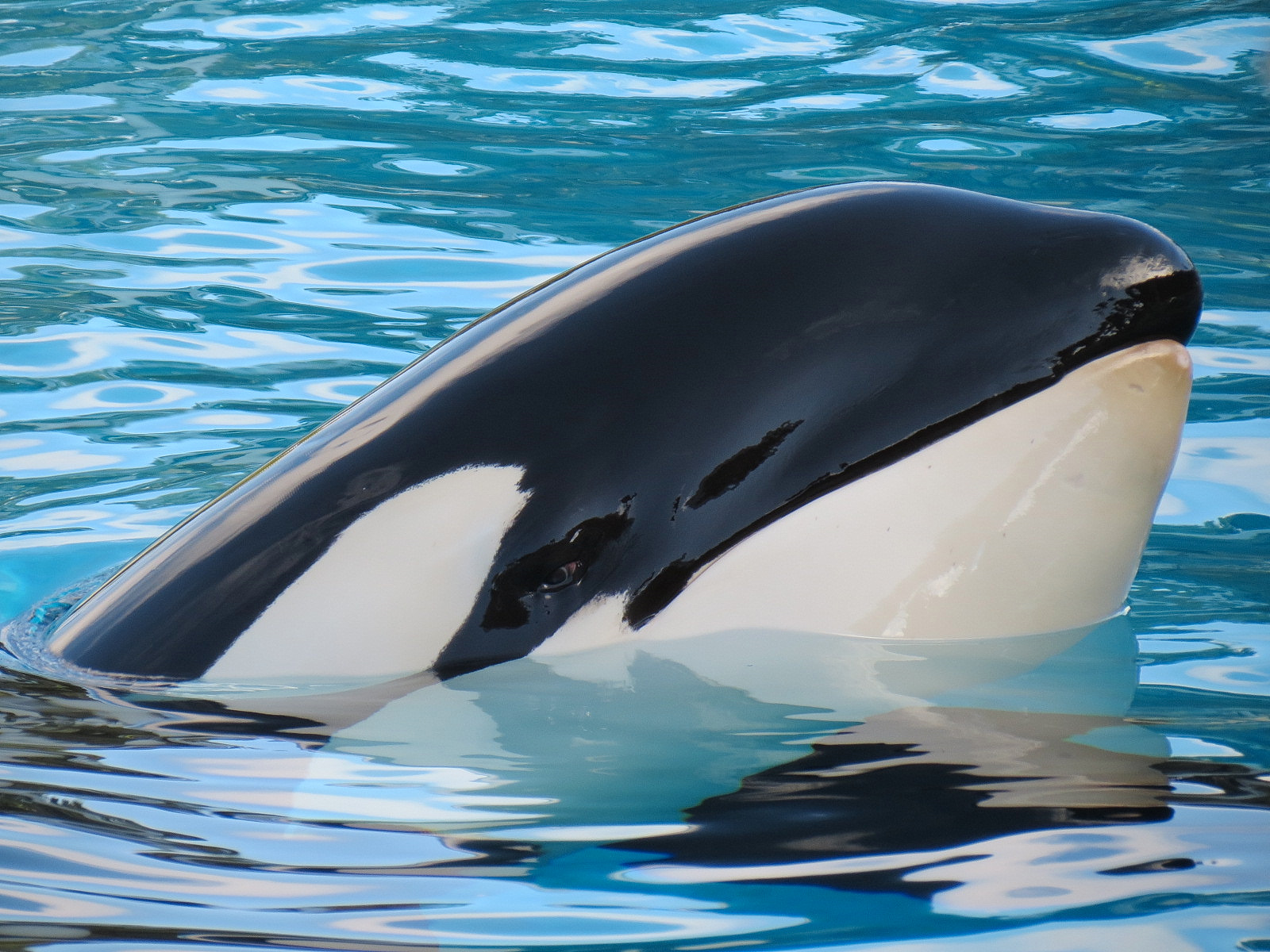 Shamu Stadium - One Ocean Show - Dine With Shamu - Killer Whale