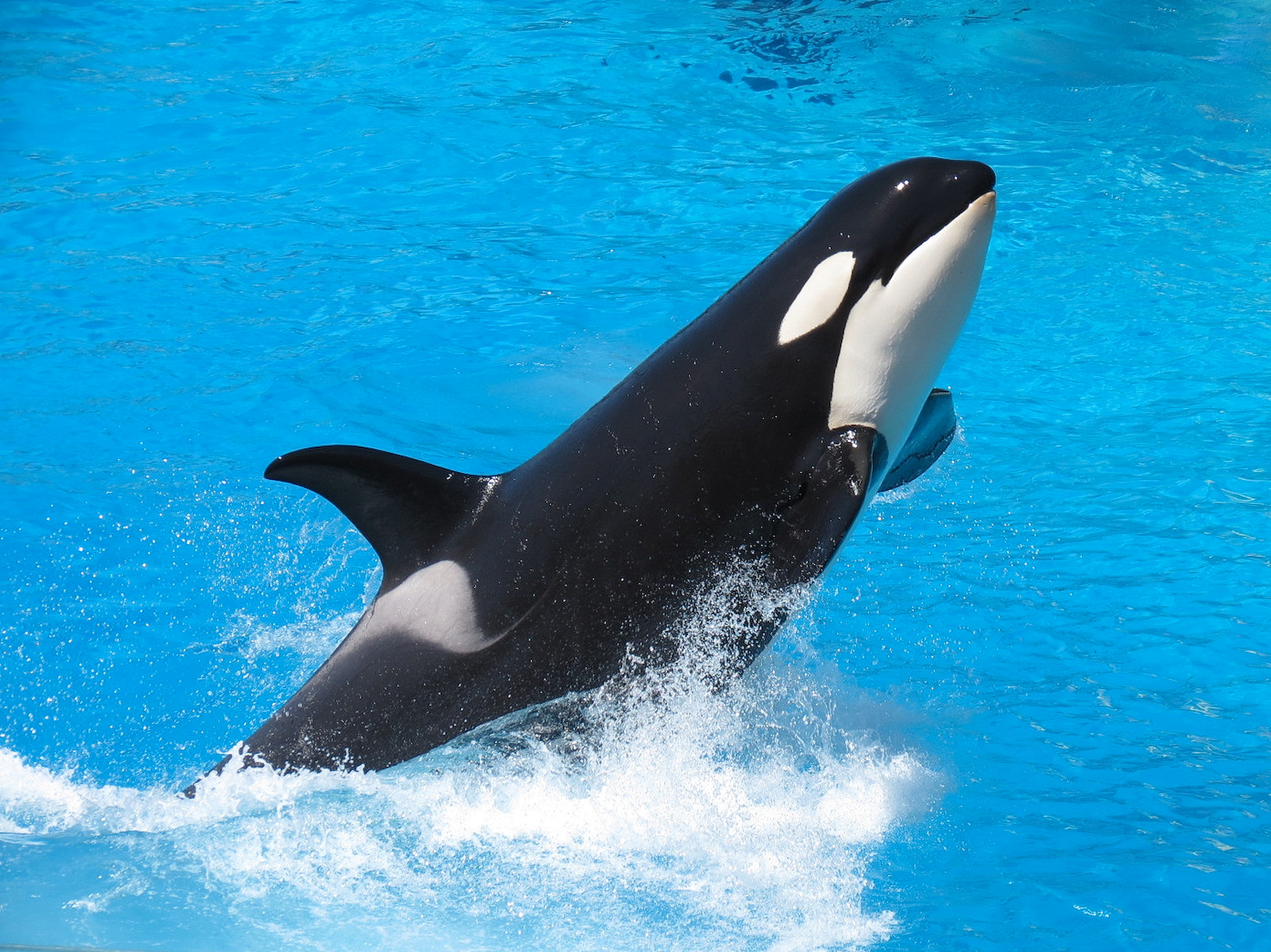 Shamu Stadium - One Ocean Show - Killer Whale