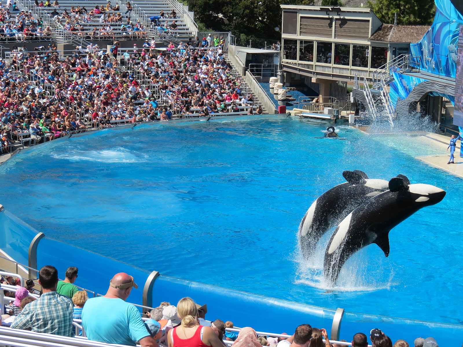Shamu Stadium - One Ocean Show - Killer Whales