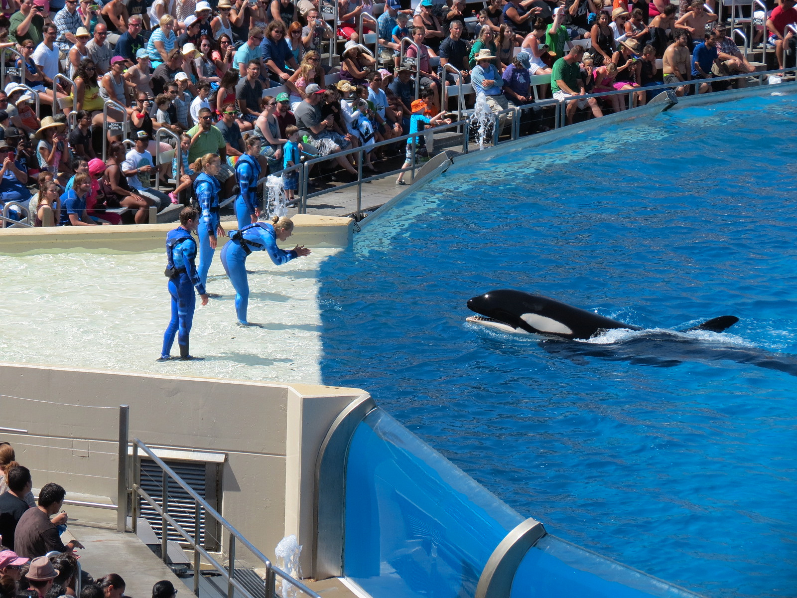 Shamu Stadium - One Ocean Show - Killer Whales