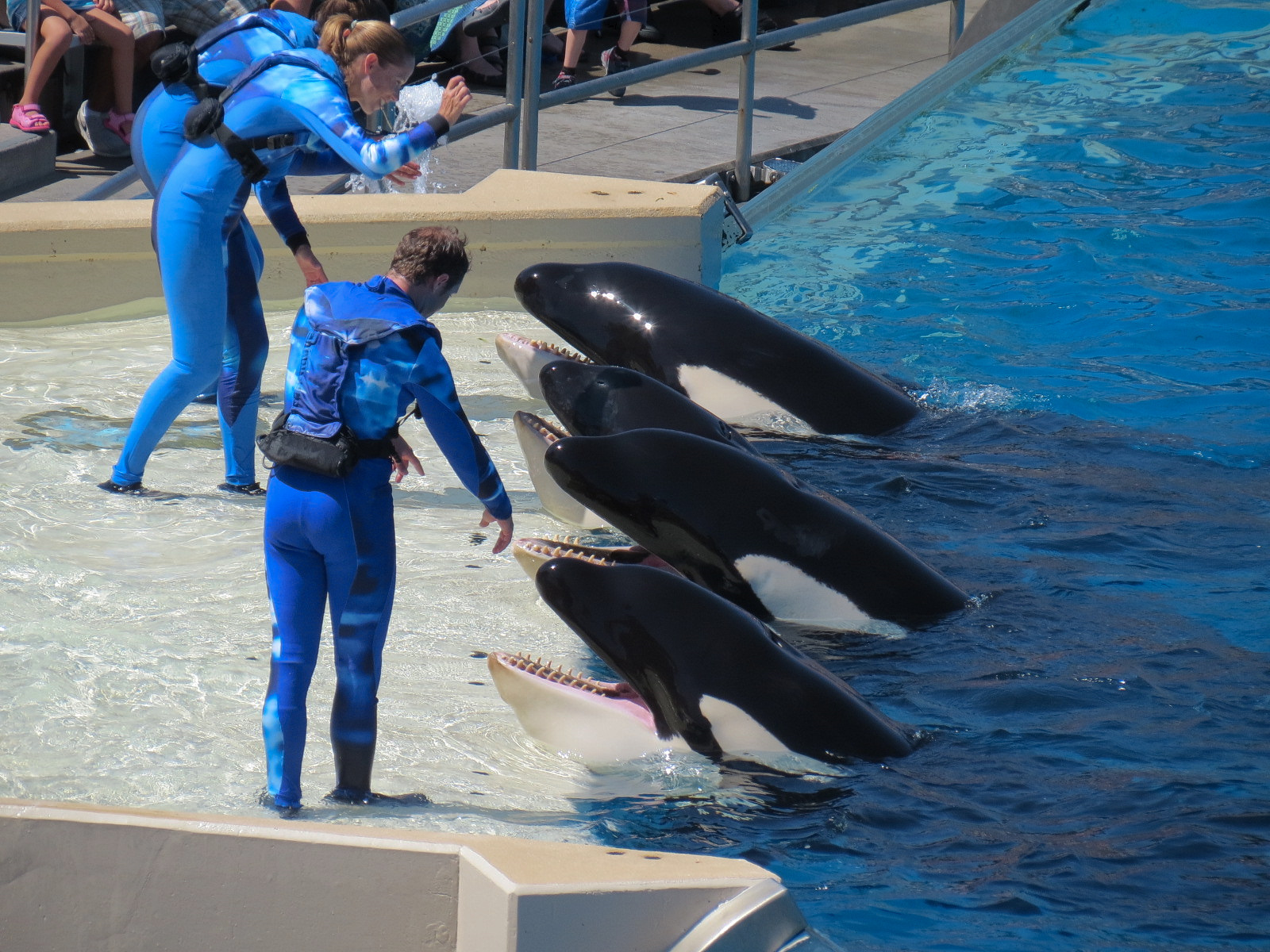 Shamu Stadium - One Ocean Show - Killer Whales