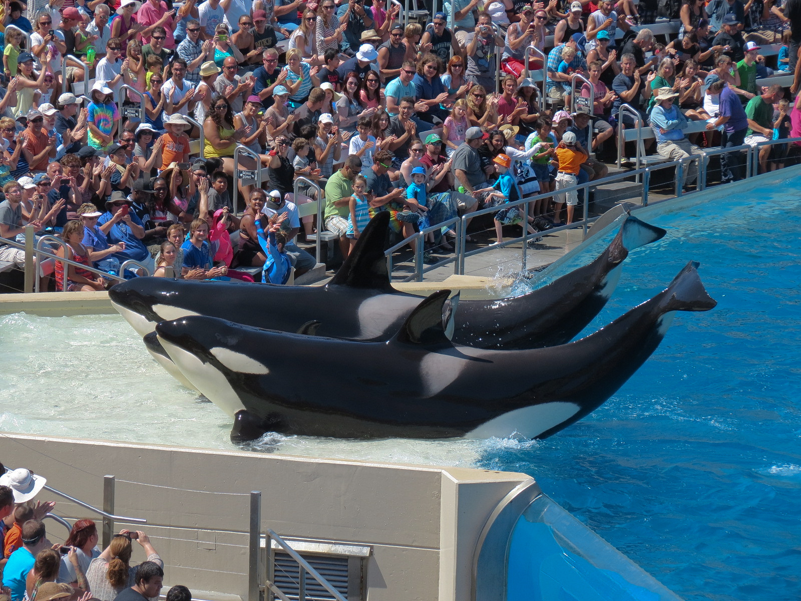 Shamu Stadium - One Ocean Show - Killer Whales