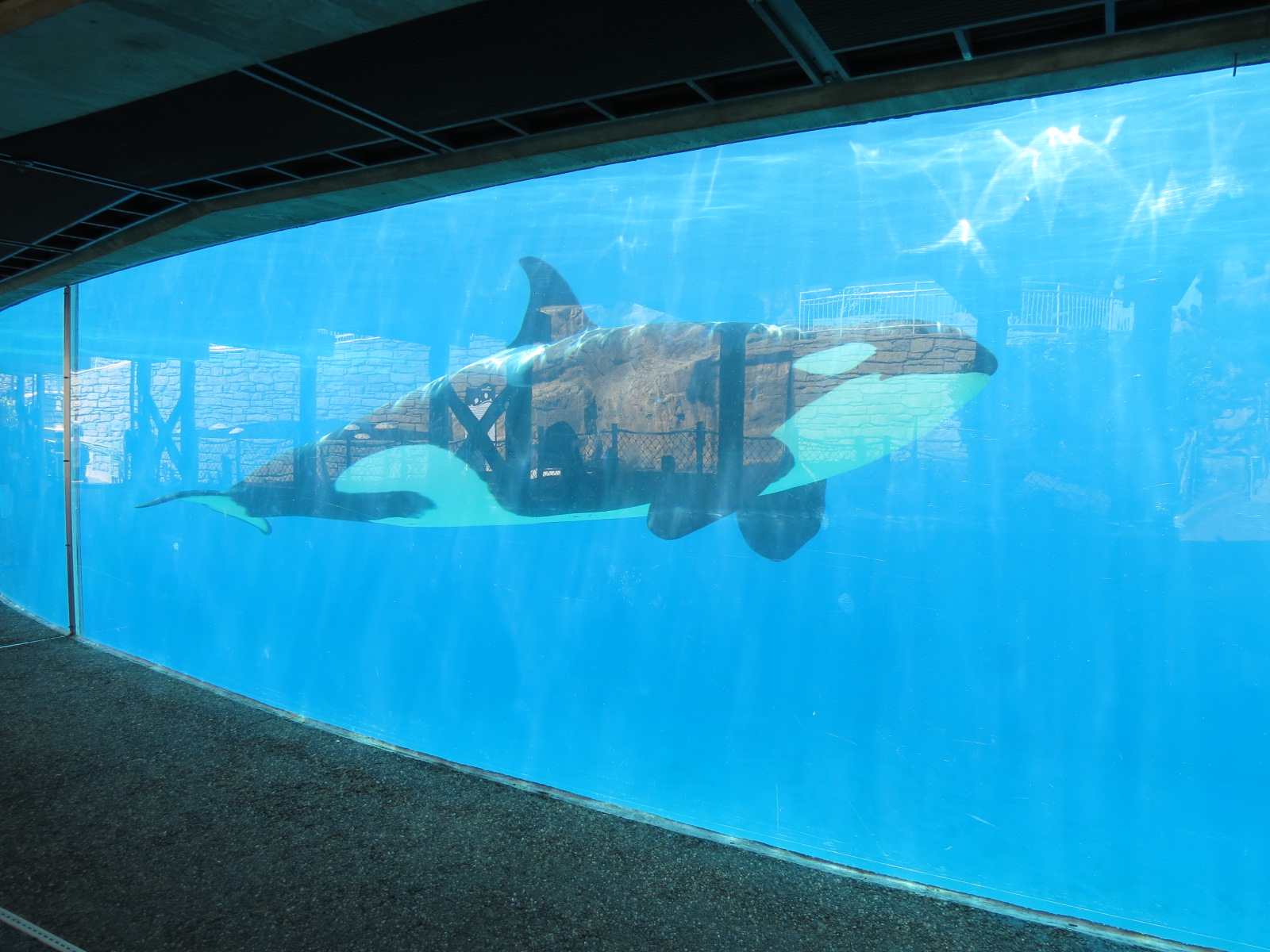 Shamu Stadium - One Ocean Show - Shamus Underwater Viewing