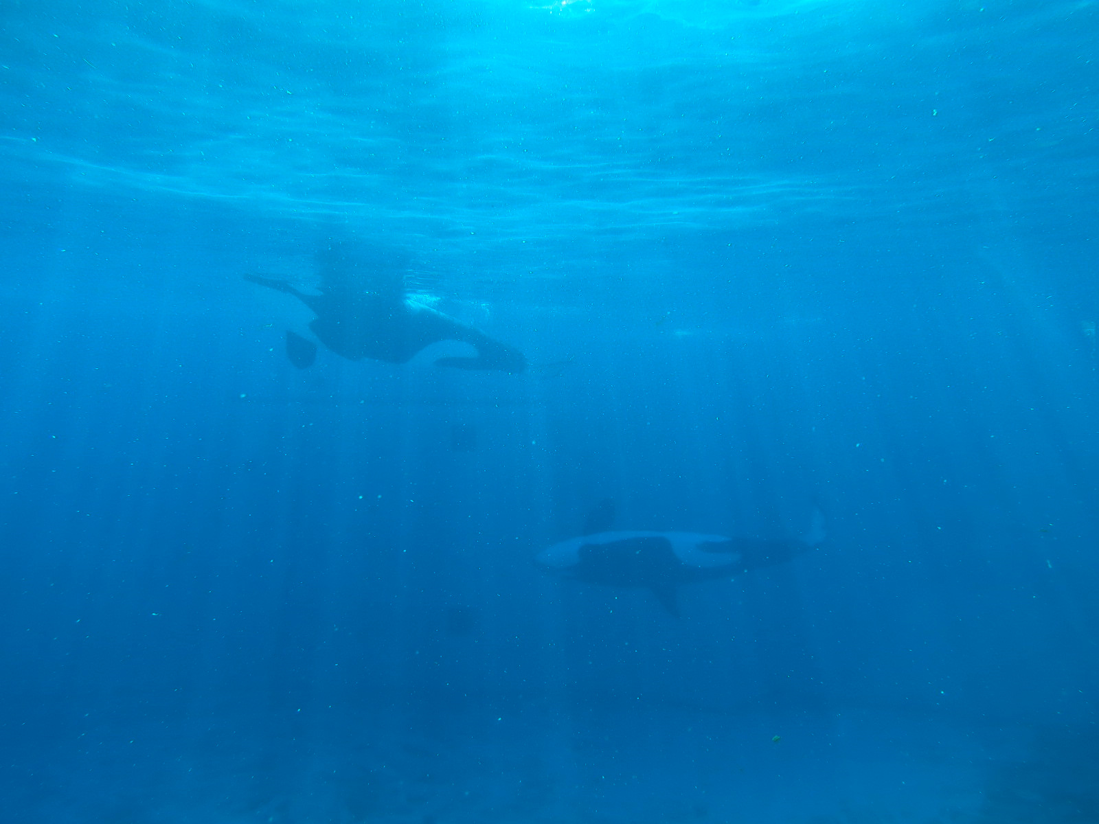 Shamu Stadium - One Ocean Show - Shamus Underwater Viewing