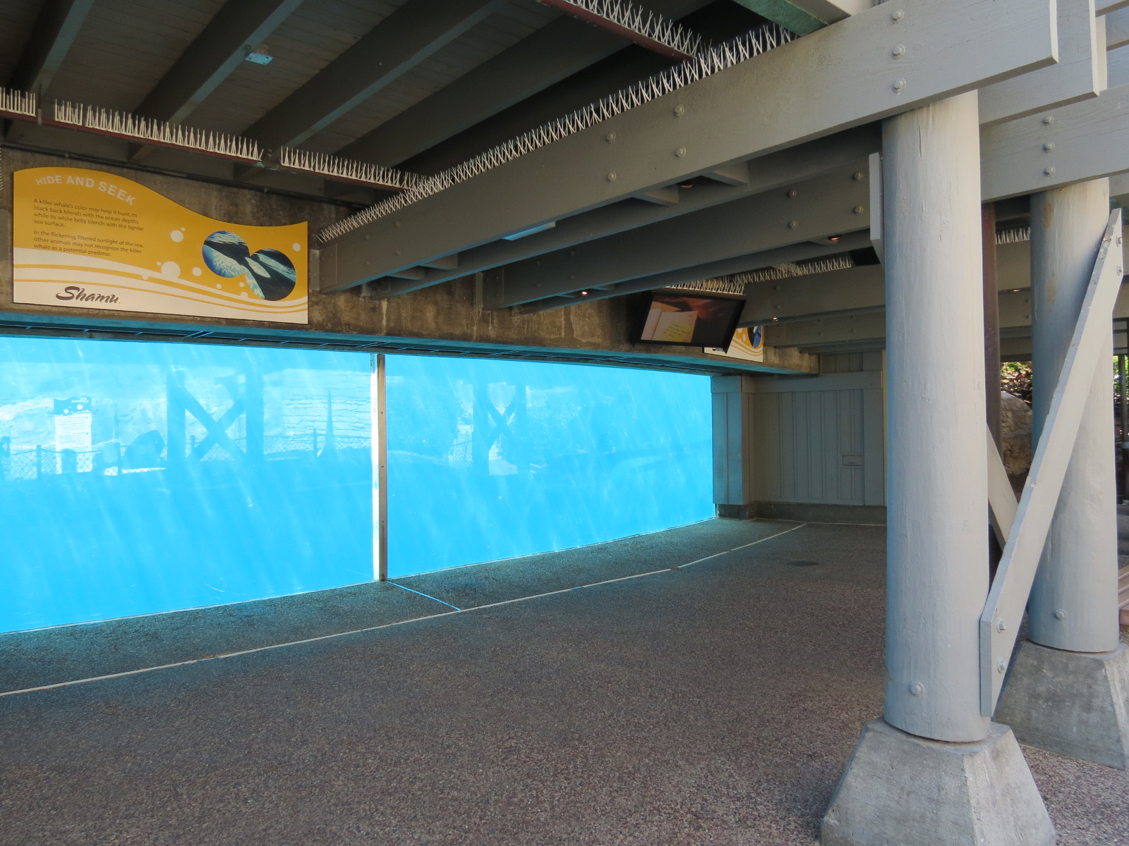 Shamu Stadium - One Ocean Show - Shamus Underwater Viewing