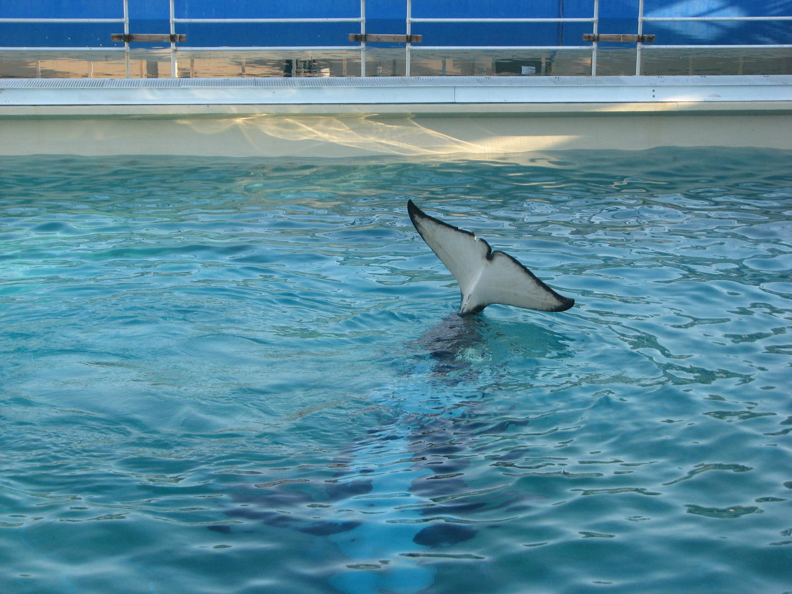 Shamu Stadium - Orca