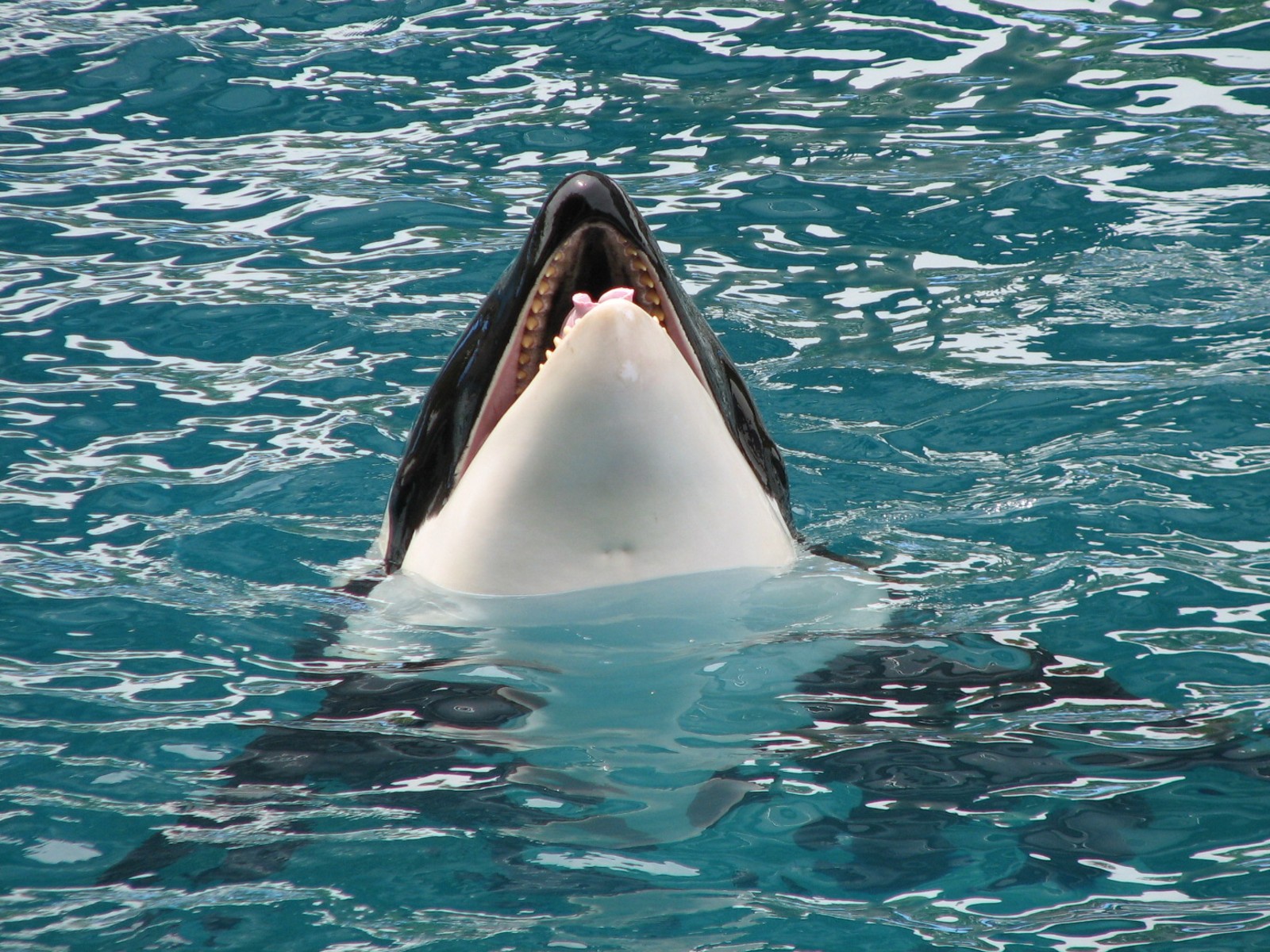 Shamu Theater - Orca