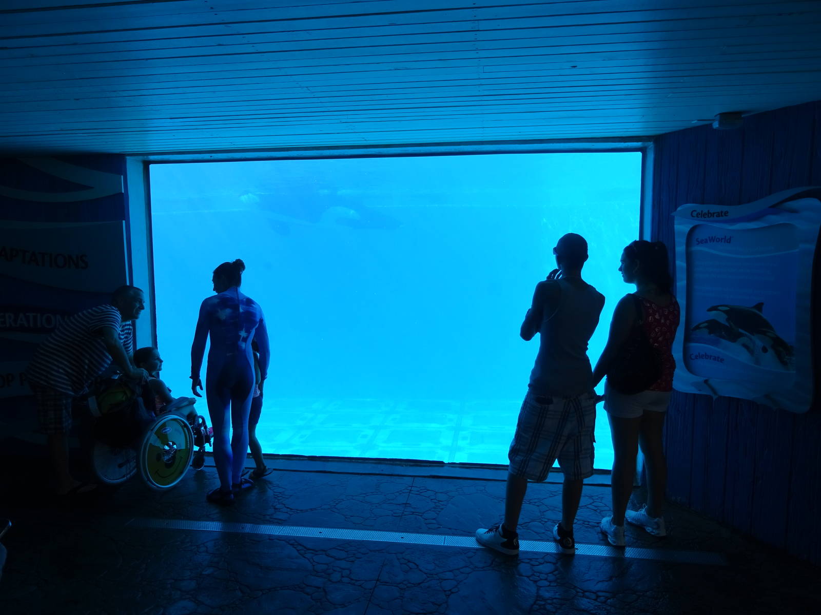 Shamu Underwater Viewing Window at SeaWorld Orlando