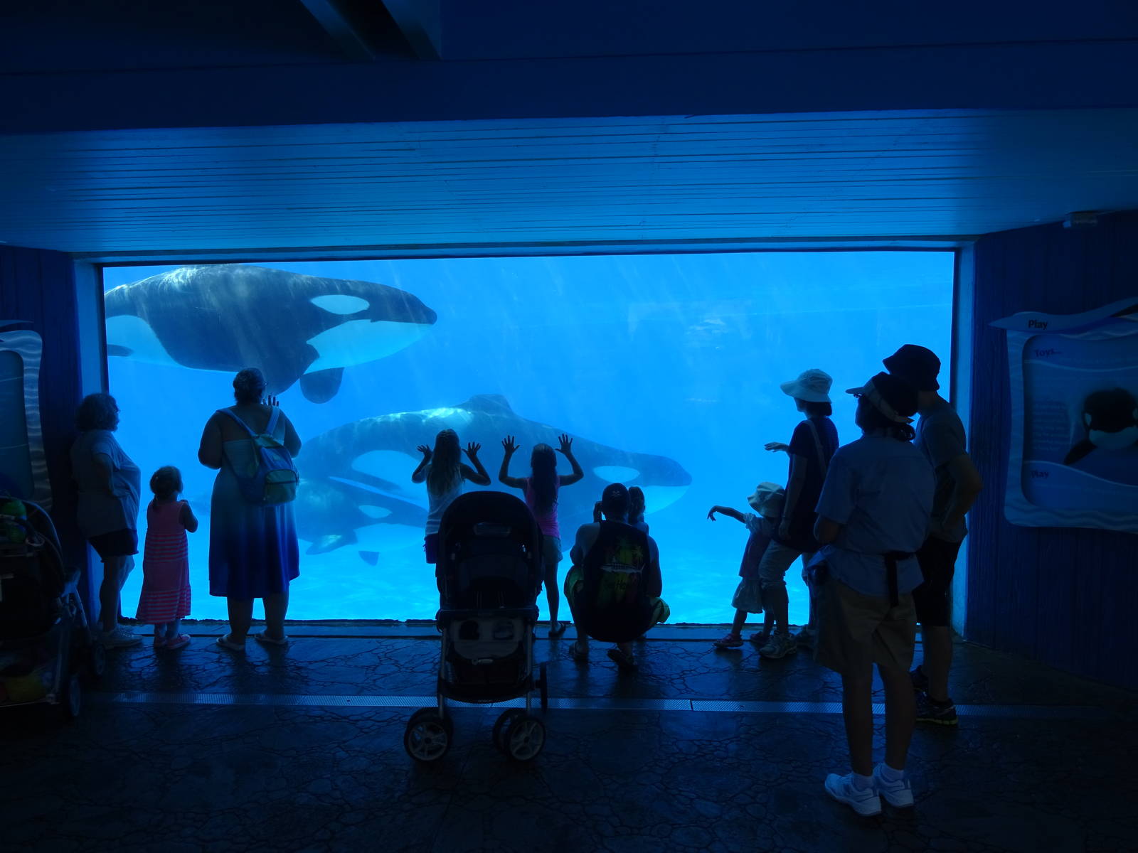 Shamu Underwater Viewing Window at SeaWorld Orlando