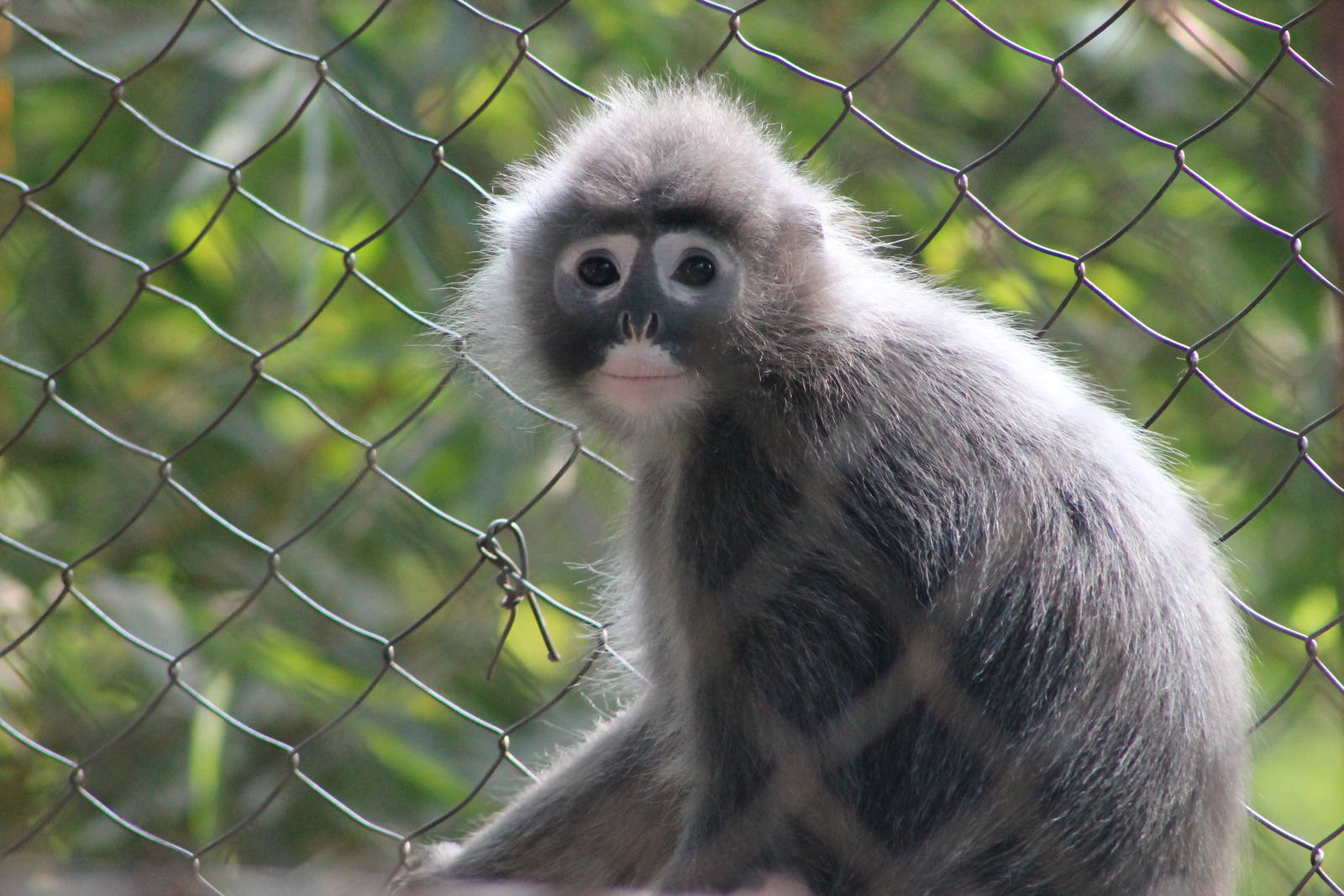 Shan State Langur (Trachypithecus melamera)