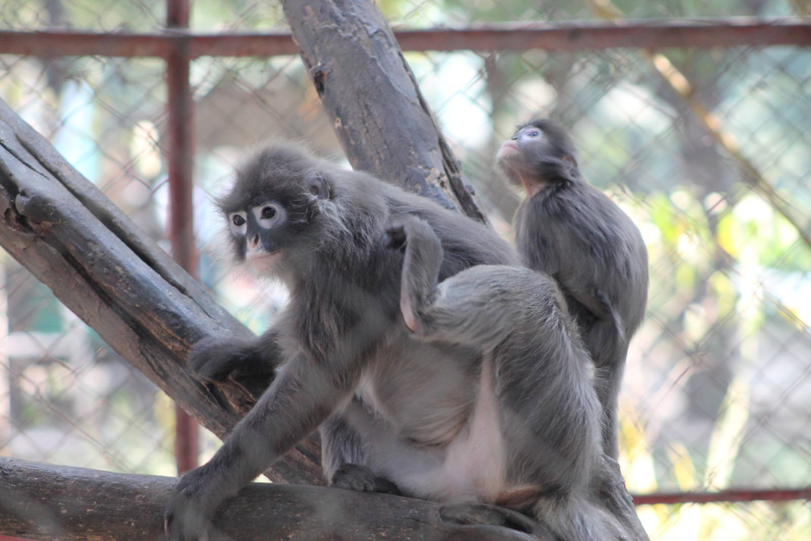 Shan State Langurs (Trachypithecus melamera)