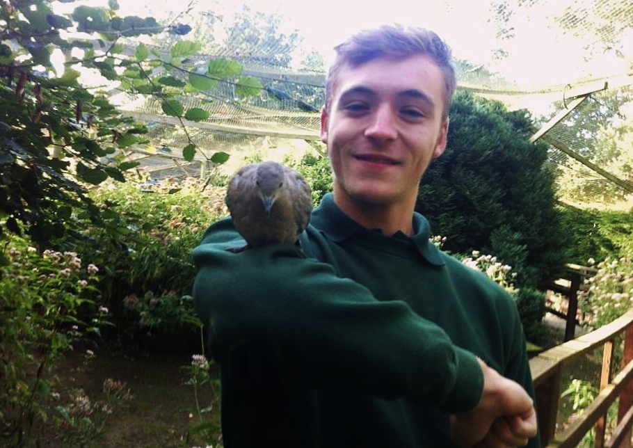 Shane Sansome  Collared Dove