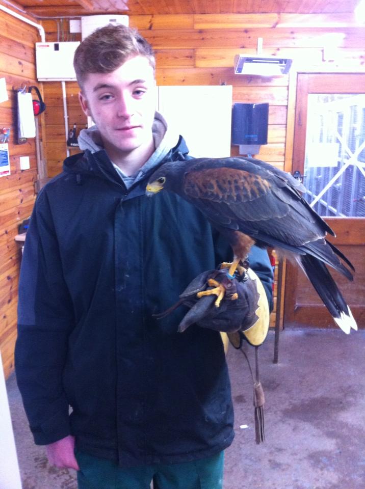 Shane Sansome Harris Hawk