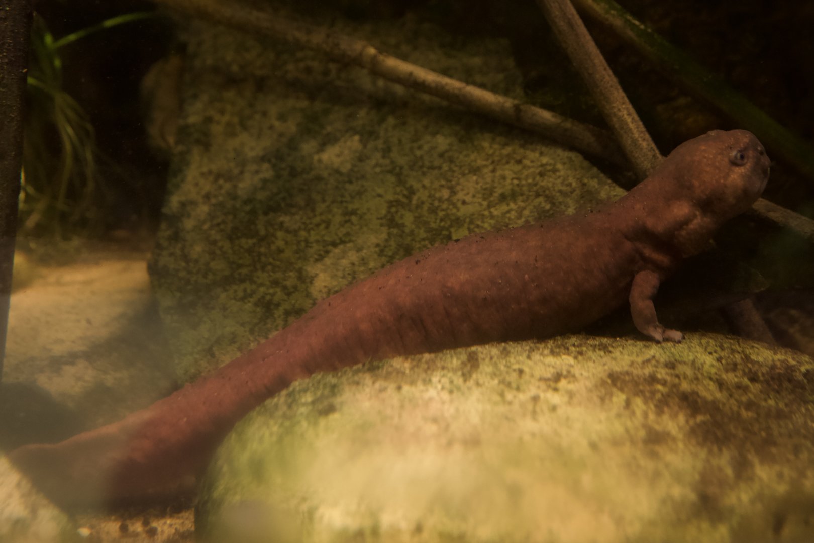 Shangcheng Stout Salamander/ Pachyhynobius shangchengensis