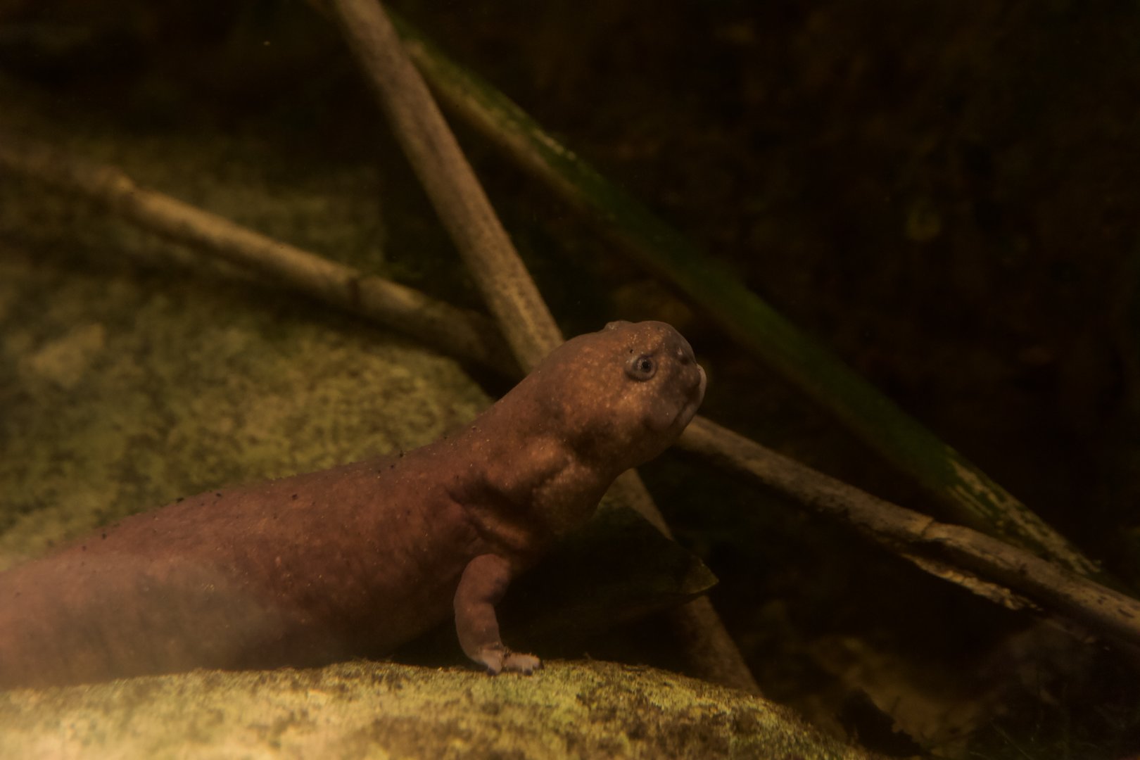 Shangcheng Stout Salamander/ Pachyhynobius shangchengensis