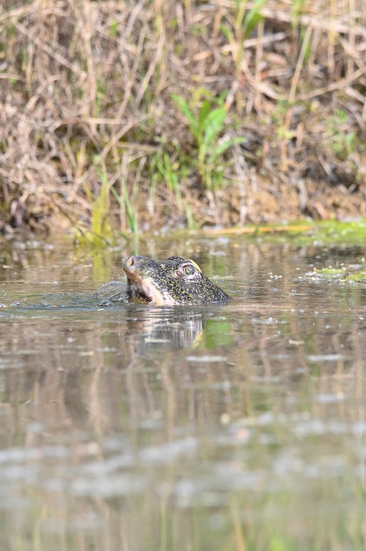 Shanghai Softshell Turtle（Rafetus swinhoei）