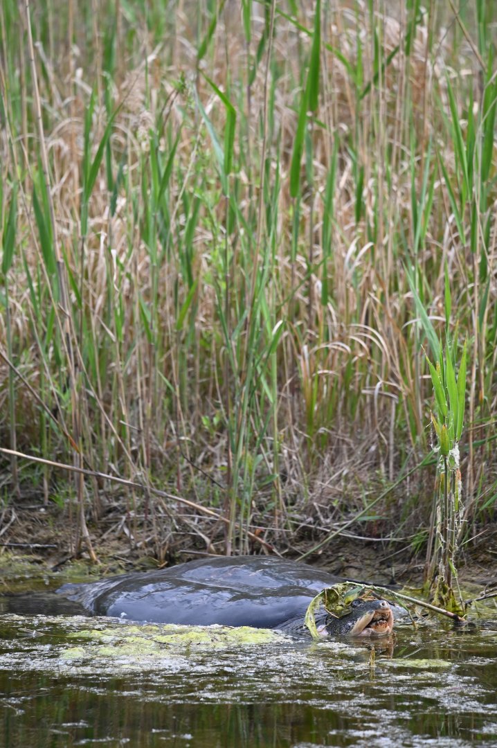 Shanghai Softshell Turtle（Rafetus swinhoei）