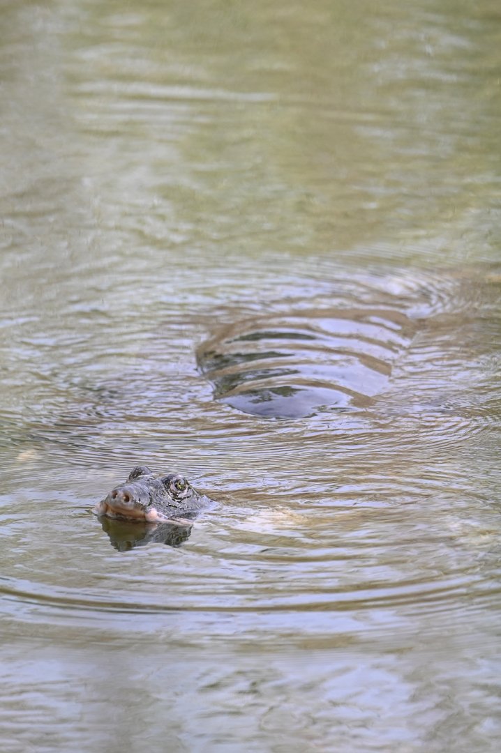 Shanghai Softshell Turtle（Rafetus swinhoei）