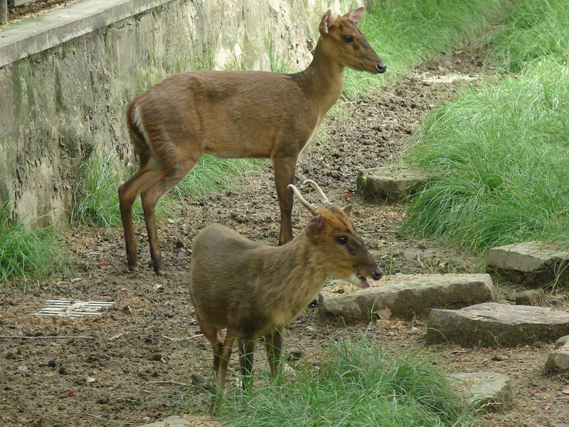 Shanghai Zoo, Muntiacus sp.